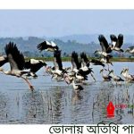 শীতের পাখি