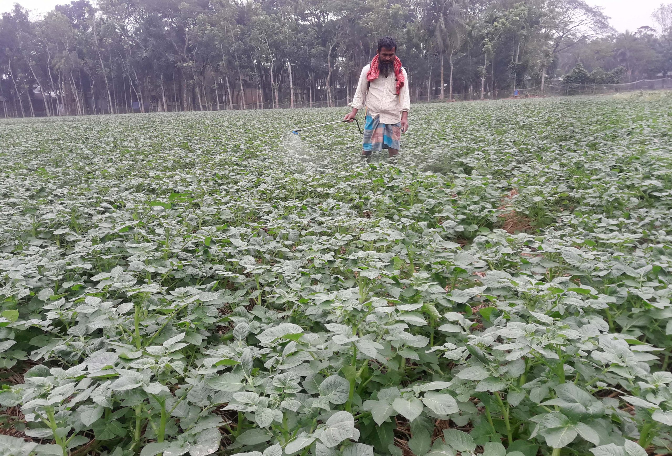 ভোলার তজুমদ্দিনে আলুর বাম্পার ফলনের আশাবাদী চাষিরা