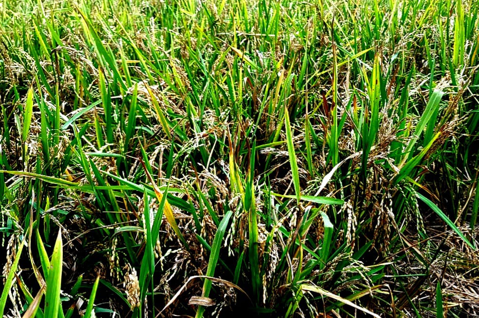 লালমোহনে বোরো ধানে চিটা, ক্ষতির মুখে কৃষকরা