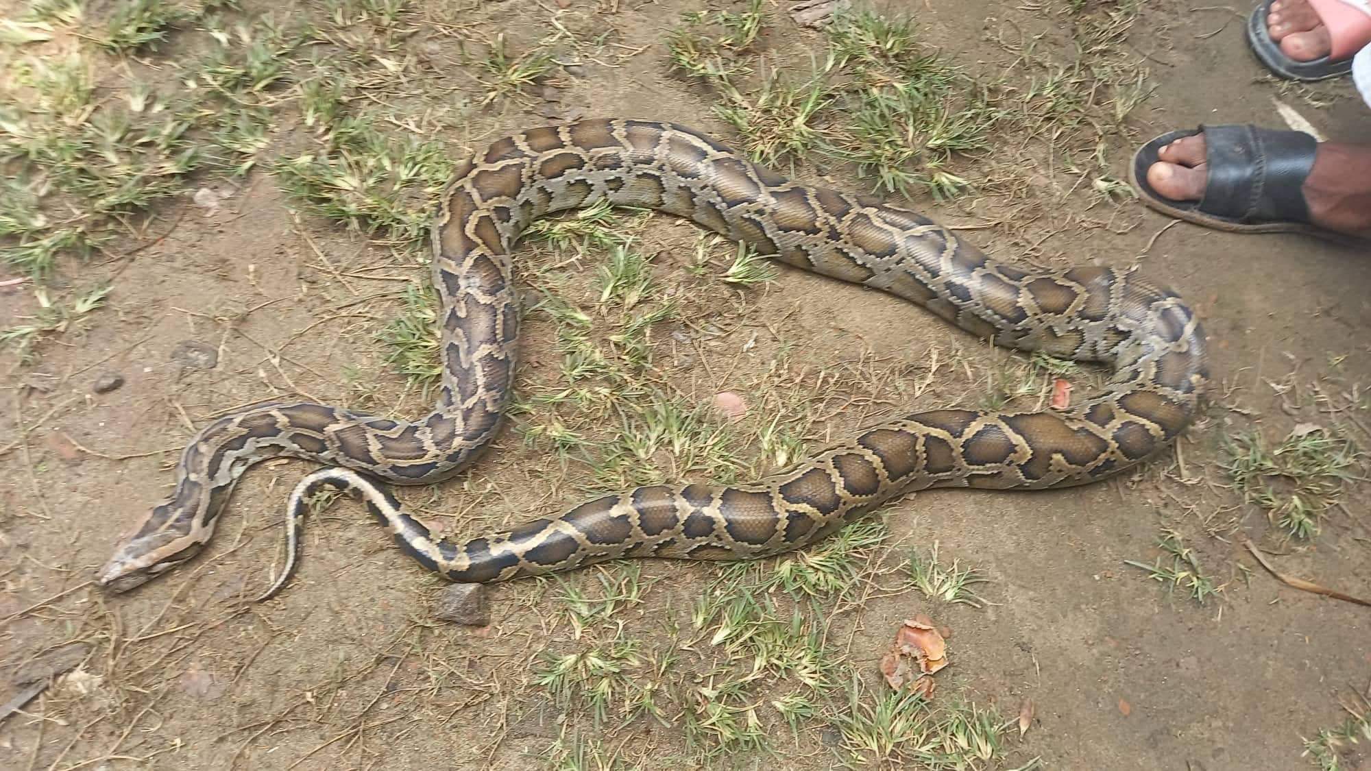মঠবাড়িয়ায় ৬ ফুট লম্বা অজগর উদ্ধার