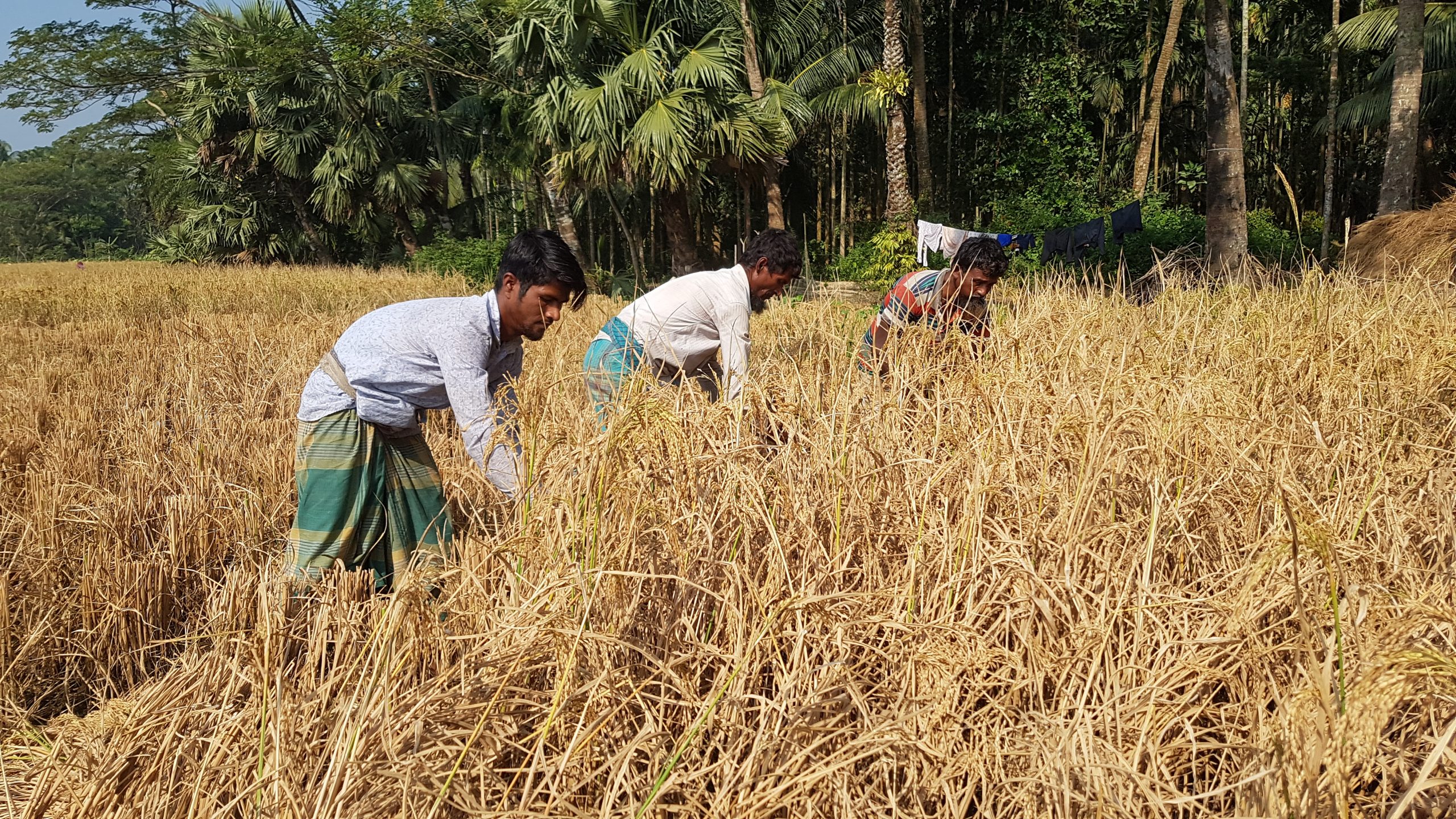 আশানুরূপ ধান পেয়ে কৃষকরা খুশি