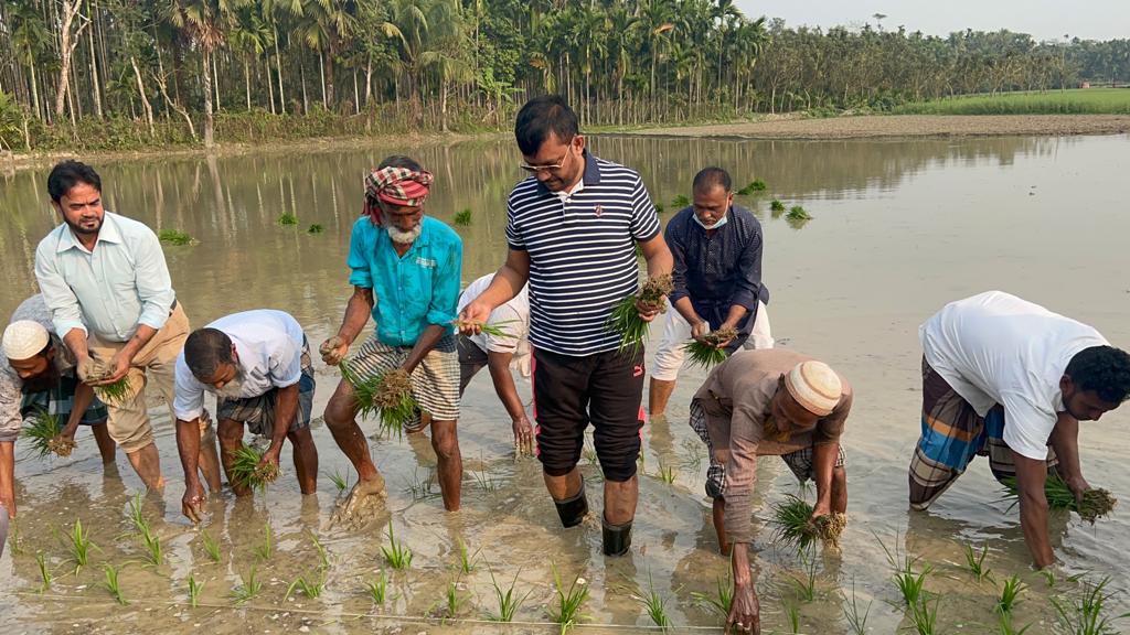 কৃষকদের সাথে ধান রোপণ করলেন সংসদ সদস্য নুরুন্নবী চৌধুরী শাওন