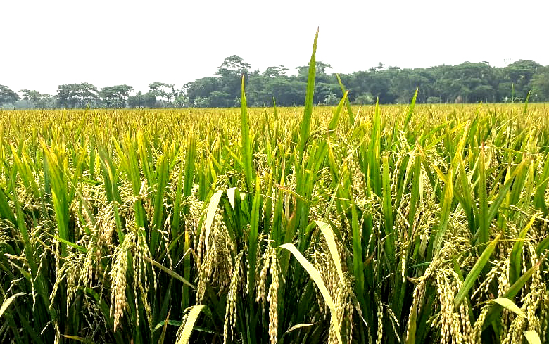 সোনালী রঙে মাঠে দুলছে বোরো ধান, ভালো ফলনে কৃষকের মুখে হাসি