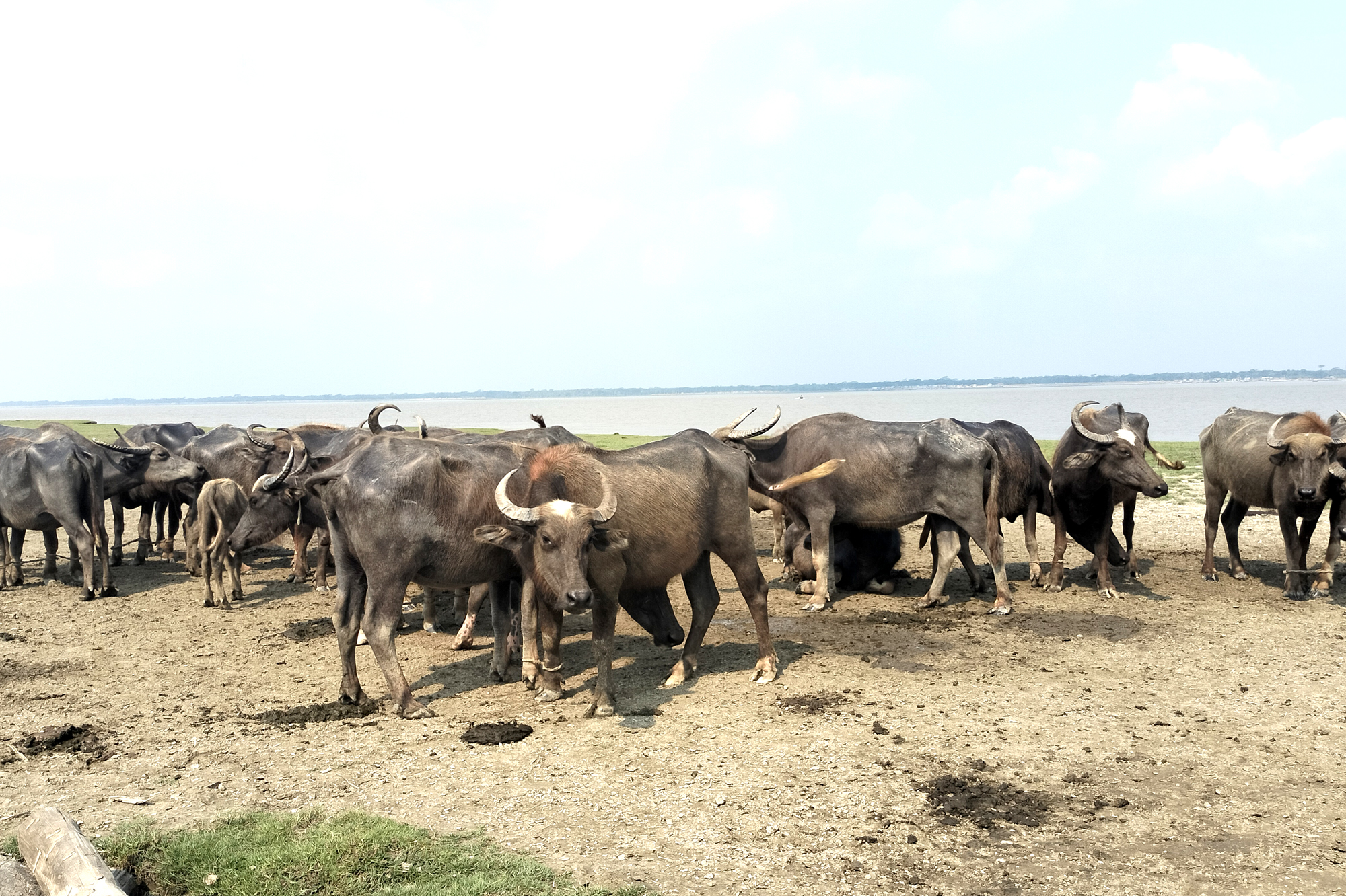 লালমোহনে দিন দিন বাড়ছে মহিষের দুধের চাহিদা
