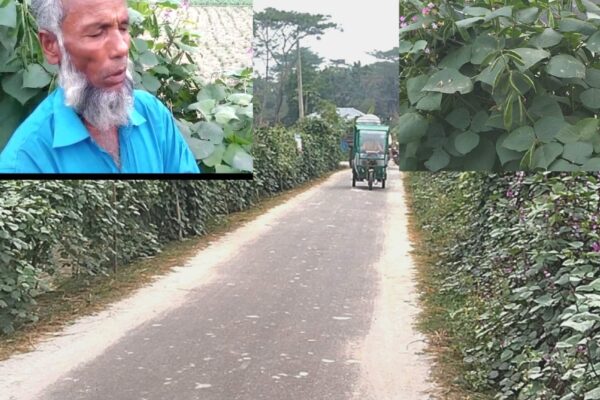 ভোলার লালমোহনে সড়কের পাশে শিম চাষে কৃষকের সাফল্য