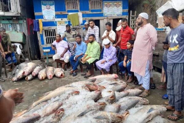 ইন্দুরকানীর দুলাল ফকিরের জালে আবারও ধরা পড়ল ২৫ লাখ টাকার লাক্ষা মাছ