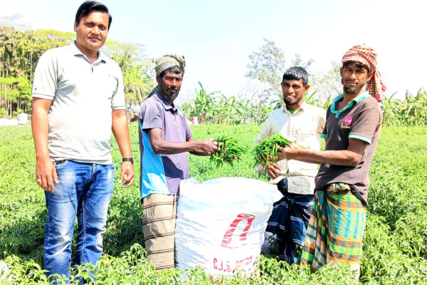 লালমোহনে কাঁচা মরিচ বিক্রির ধুম