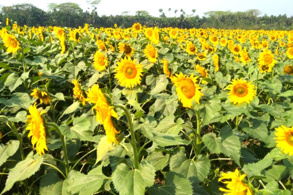 ভোলার লালমোহনের বিস্তীর্ণ মাঠজুড়ে সূর্যমুখীর হাসি