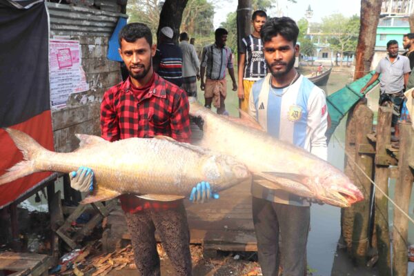 এক জালে ধরা পড়লো ২০ লক্ষাধিক টাকার লাক্ষা মাছ