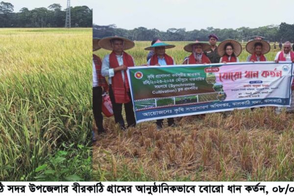 ঝালকাঠি জেলায় এবছর বোরো আবাদ বেড়েছে, আবাদ কর্তন শুরু