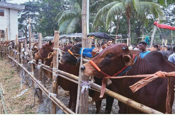 ঝালকাঠিতে কুরবানীর শেষ মূহুর্তে জমে উঠেছে কুরবানীর পশুর হাট