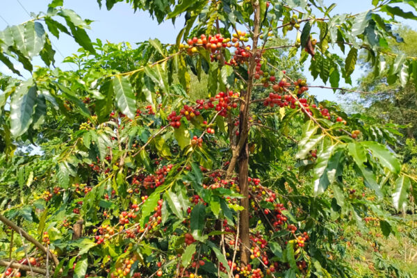 টাঙ্গাইলের মধুপুর গড়ে কৃষক ছানোয়ারের কফি চাষে বাজিমাত