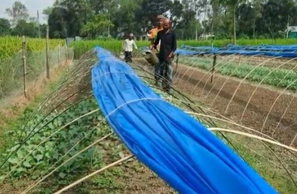 টাঙ্গাইলে শীতকালীন সবজী চাষে ব্যস্ত কৃষক