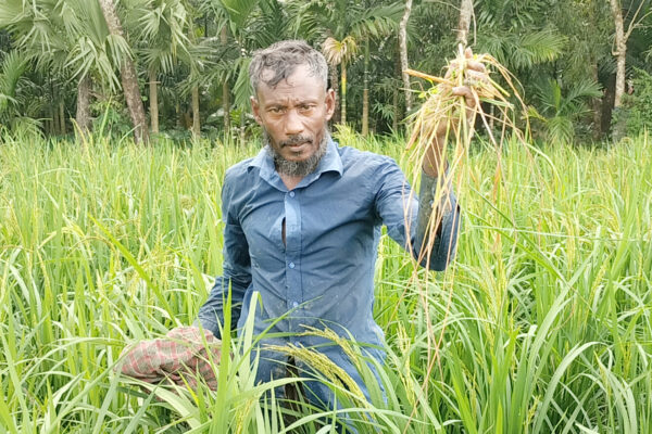 ভোলার লালমোহনে আমন ক্ষেতে ইঁদুরের আক্রমণ! দুশ্চিন্তাই কৃষক